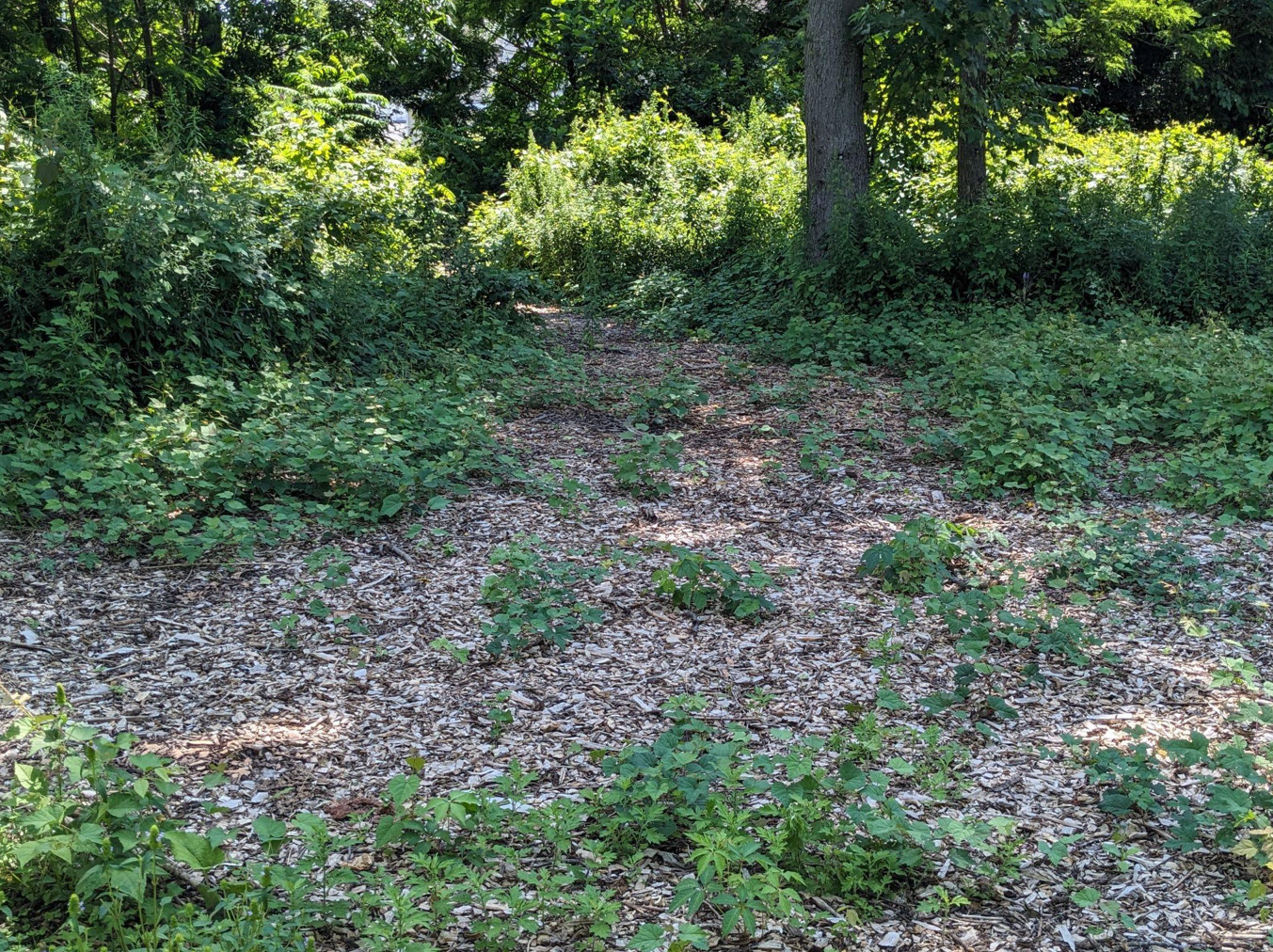 Adelaide Bentley Park Makeover Neighborspace Of Baltimore County